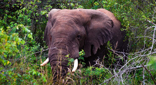 Une semaine au Rwanda : Kigali, le parc de l'Akagera et les gorilles des montagnes