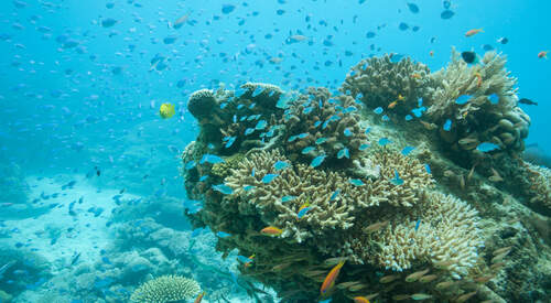 Séjour plongée à Zanzibar