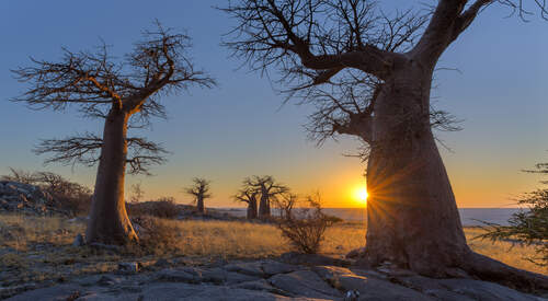 Les grands pans salés du Botswana
