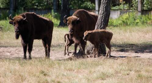 Biélorussie, champêtre et historique