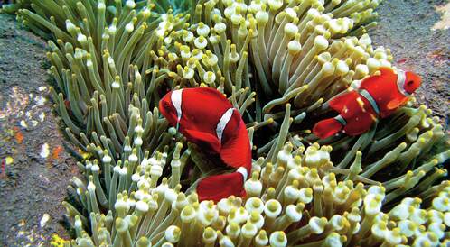 Les fonds sous-marins de Bali