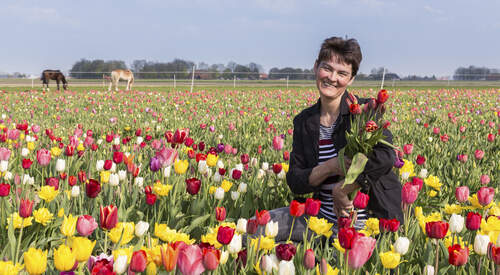 Trois semaines aux Pays-Bas, du sud vers le nord